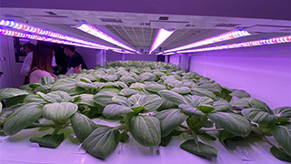 南京溧水白馬鎮(zhèn)：高新科技助力農(nóng)業(yè)高質量發(fā)展