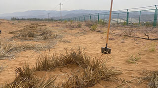 母親河畔的中國⑧|小小麥草方格背后，有一批根扎沙漠的“鐵軍”