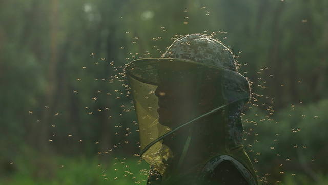 穿越“蚊蟲(chóng)王國(guó)”