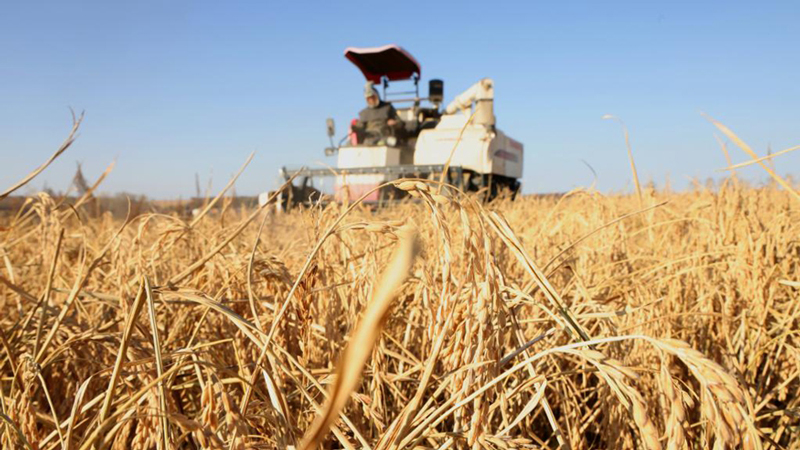 寒地“熱土”正奮進(jìn)：東北繪就振興新圖景