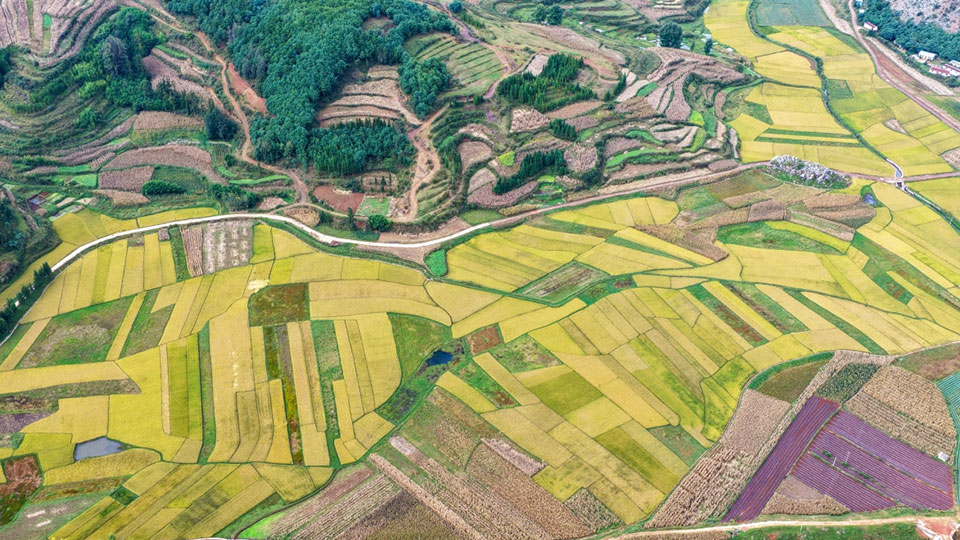 云南曲靖：打開秋日大地“調(diào)色盤”